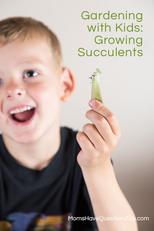 Have fun gardening with kids using succulents! - Moms Have Questions Too