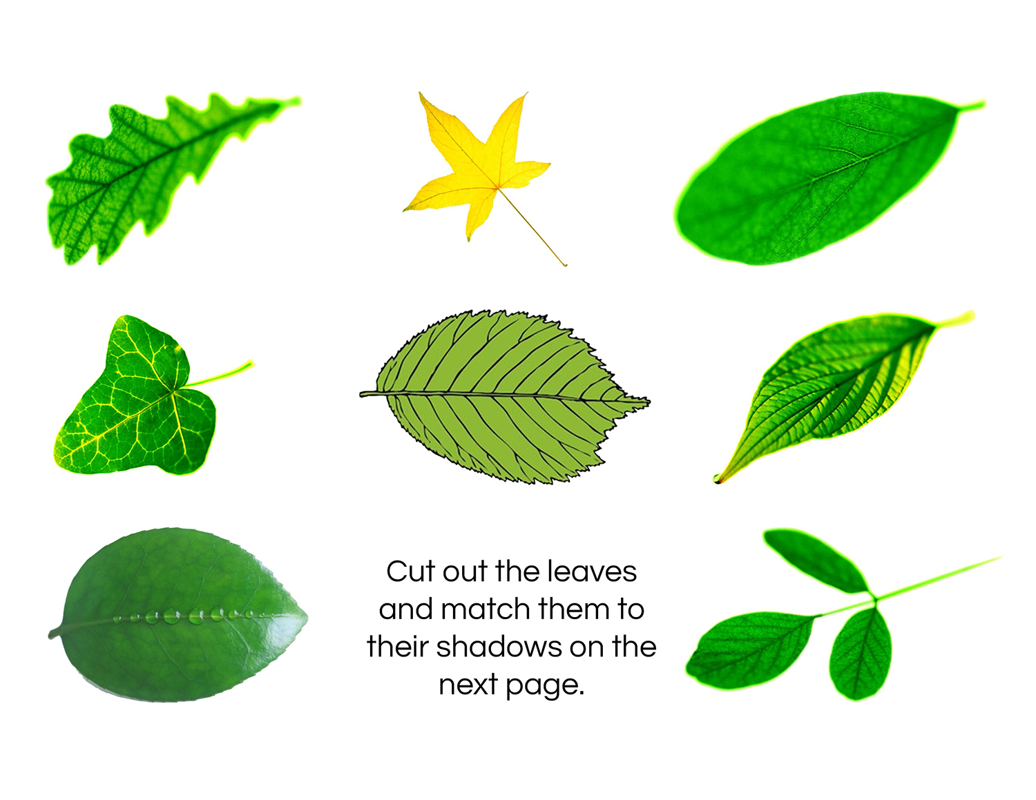 Leaf Activities Moms Have Questions Too