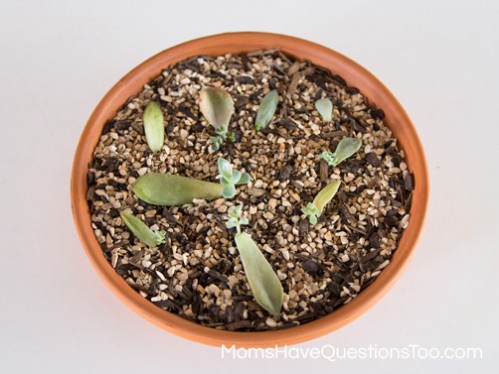 Gardeing with Kids - Growing Succulents - Moms Have Questions Too